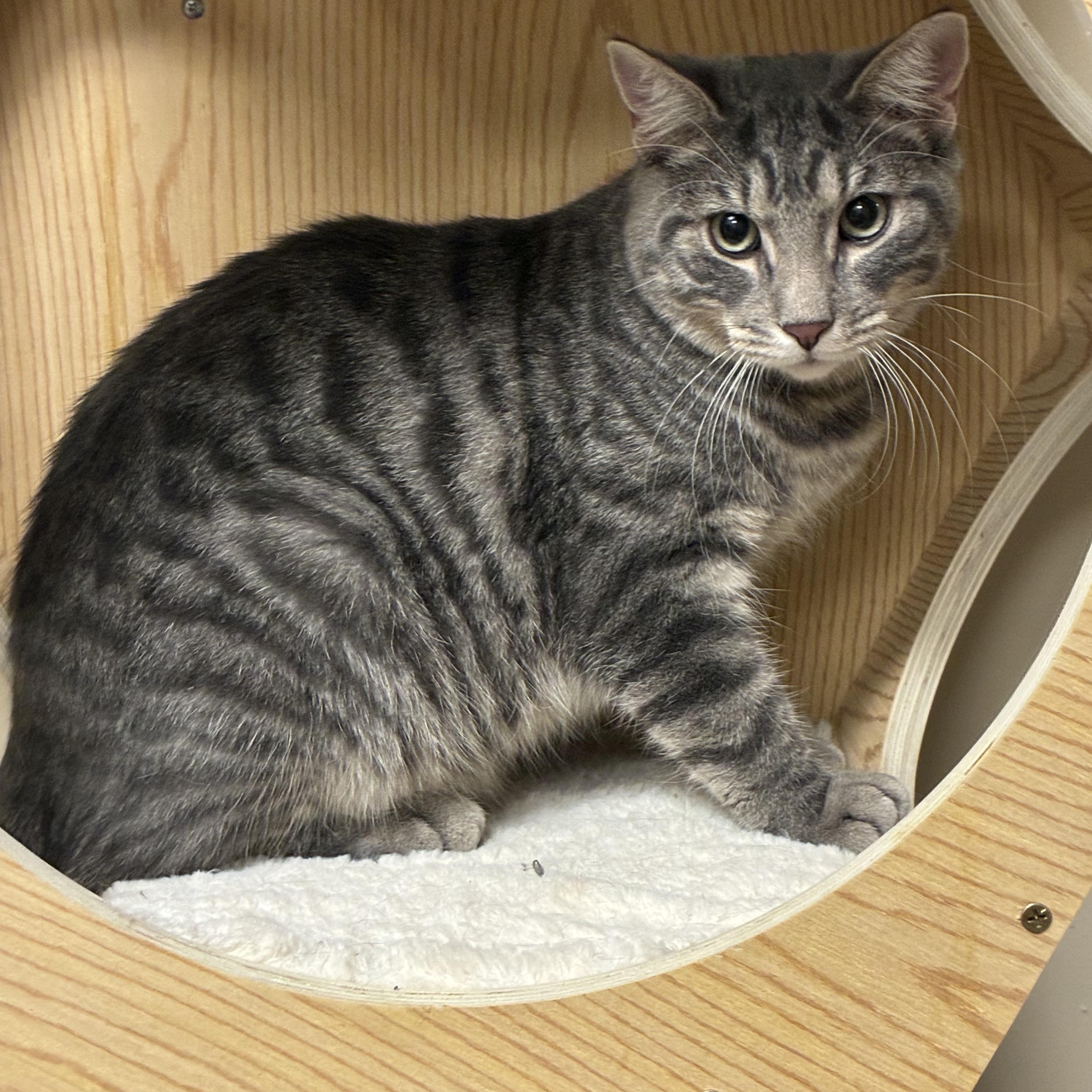 Dakota, Adoptable, Kitten Male Domestic Short Hair.