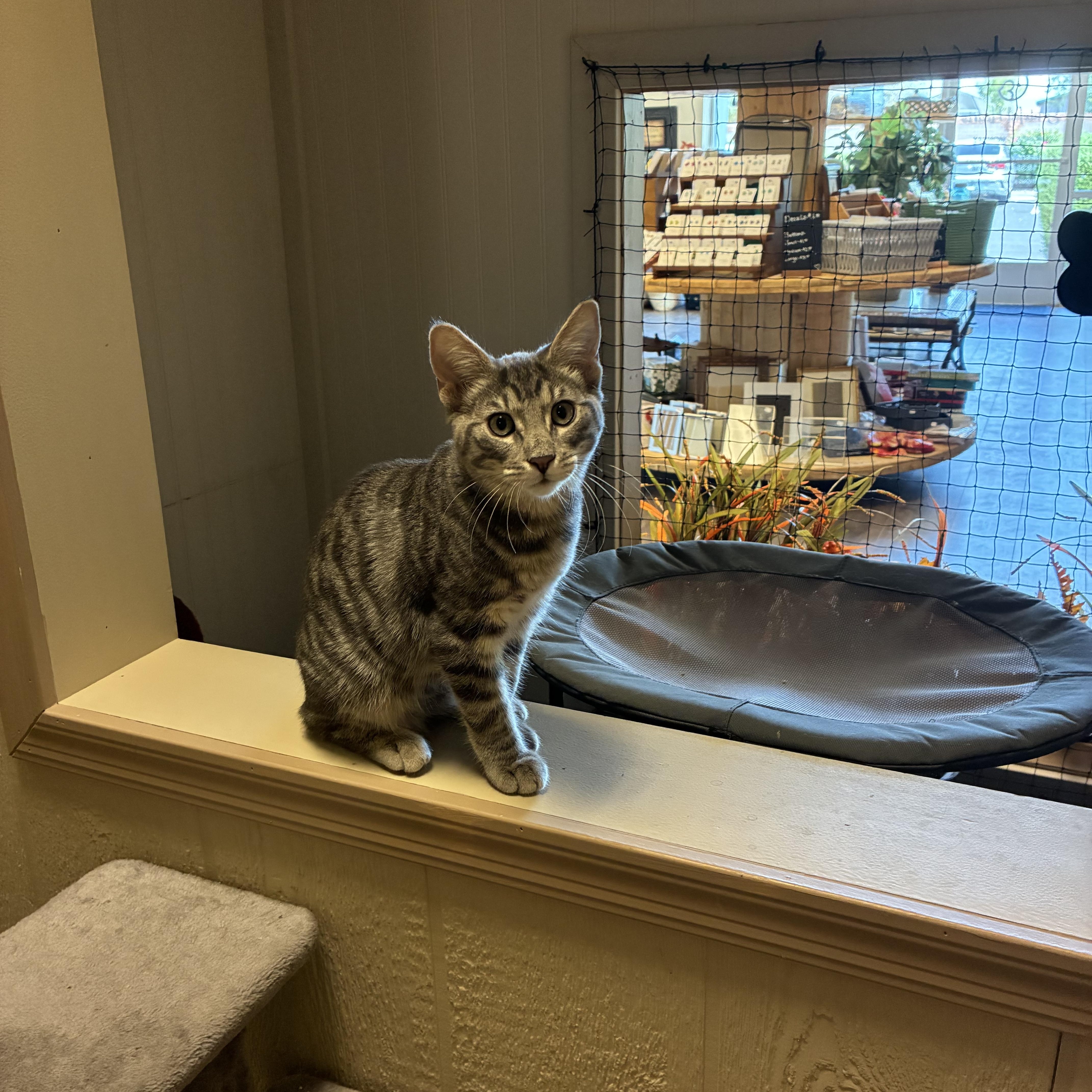 Enlarge Dakota, a Adoptable Domestic Short Hair in queen creek, AZ image 3/3