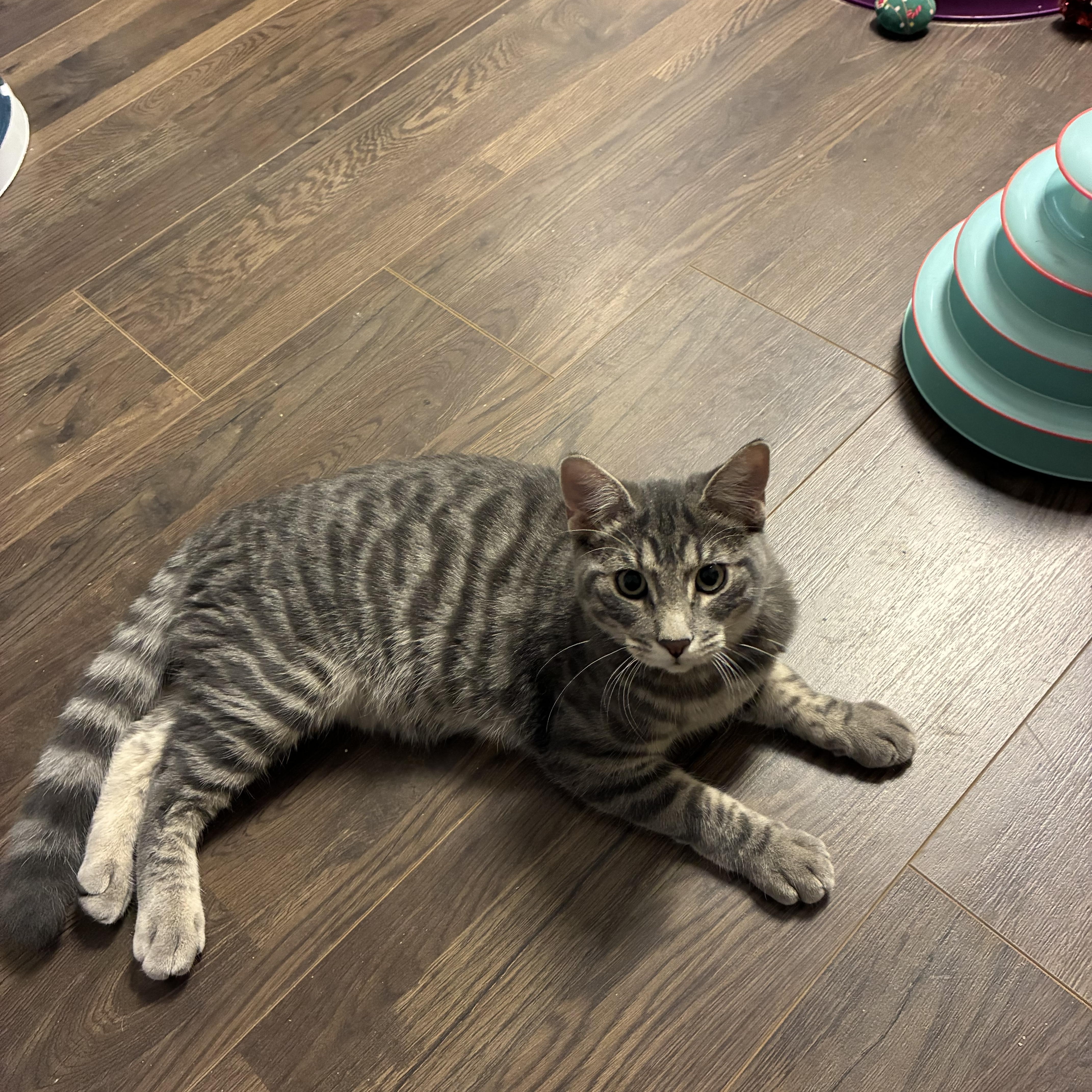 Enlarge Dakota, a Adoptable Domestic Short Hair in queen creek, AZ image 2/3