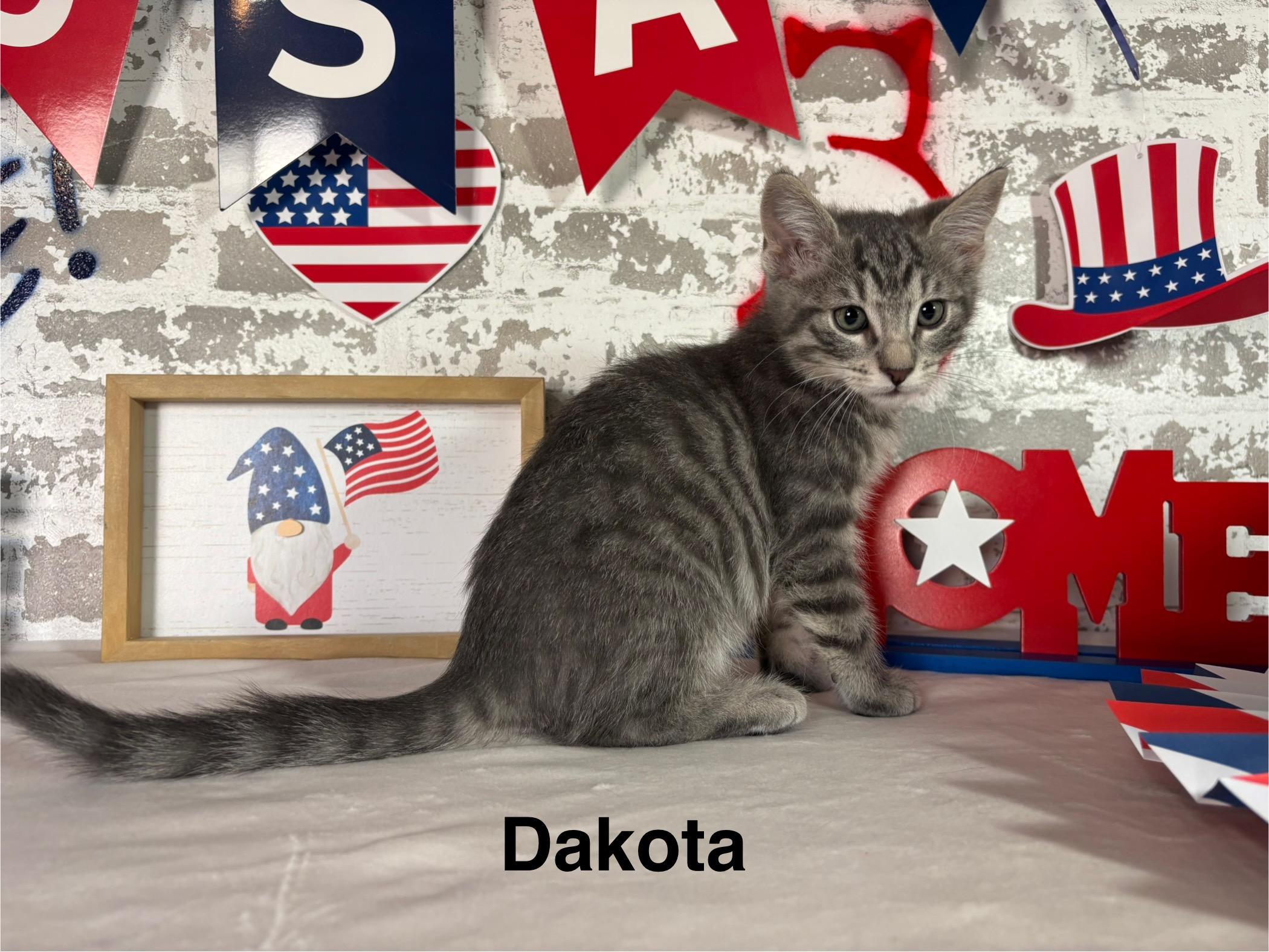Dakota, Baby Male Domestic Short Hair