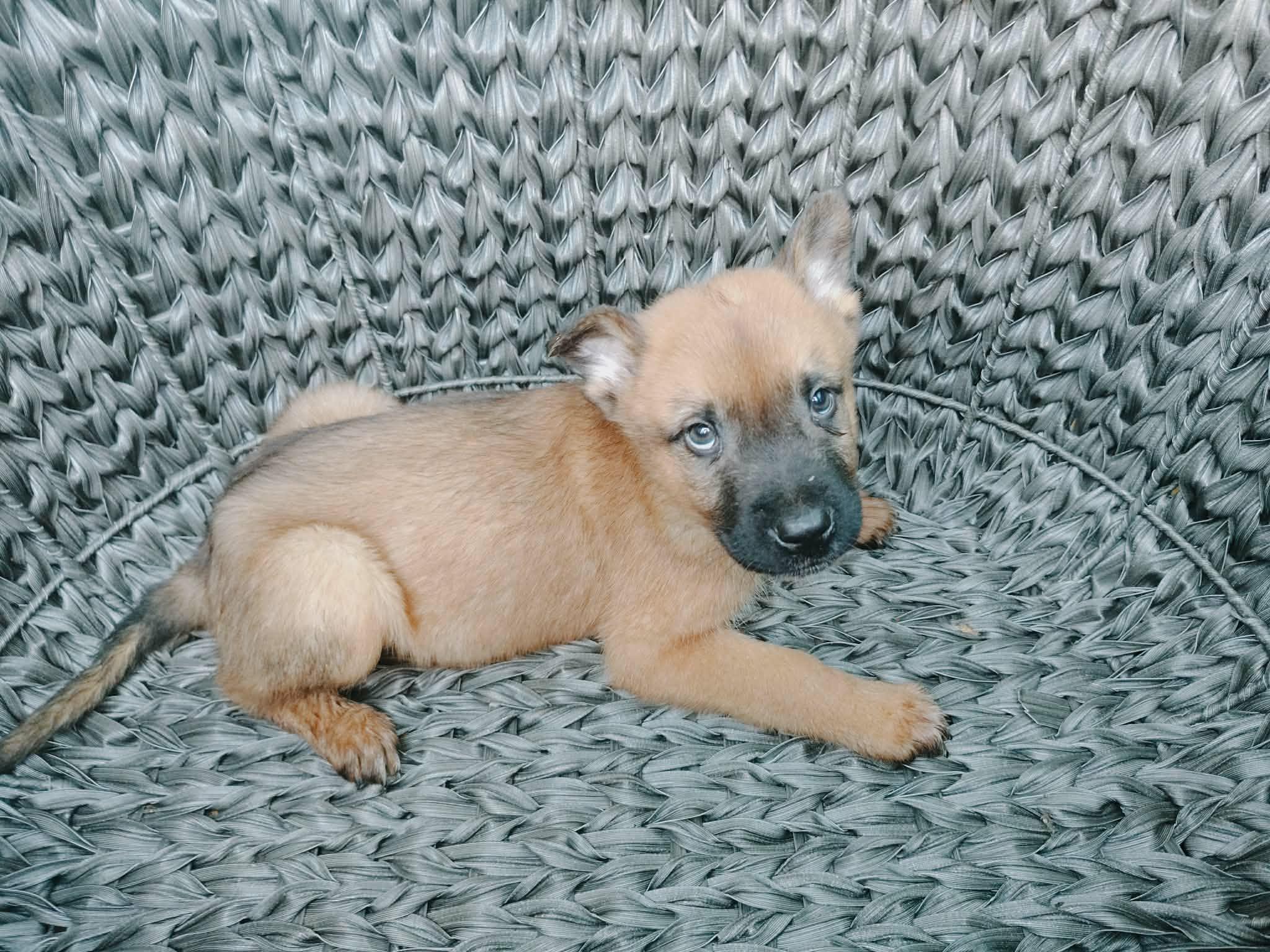 Xena, adopted, Puppy Female Belgian Shepherd / Malinois.