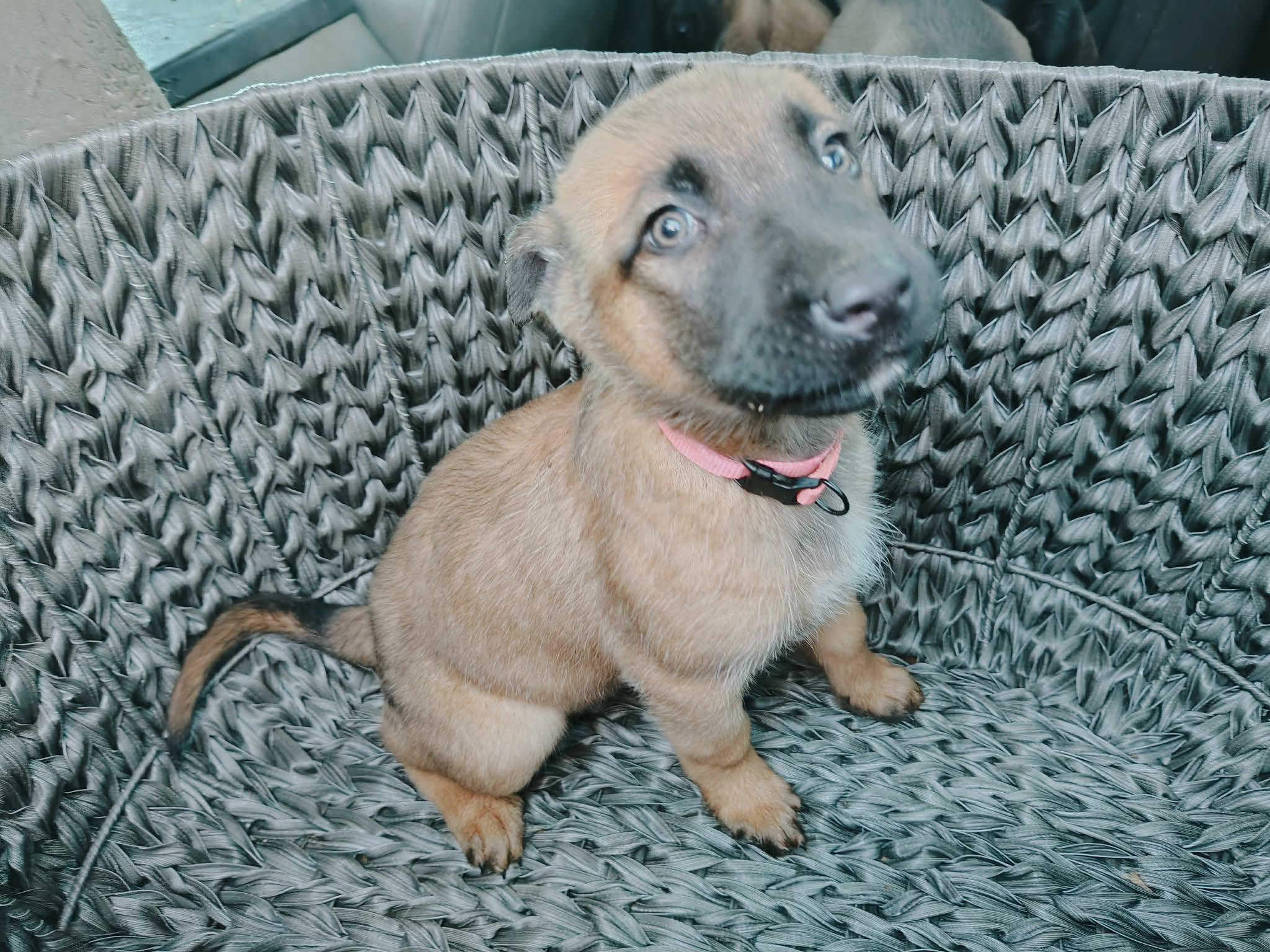 Xena, an adopted Belgian Shepherd / Malinois in Northlake, IL image 2/2
