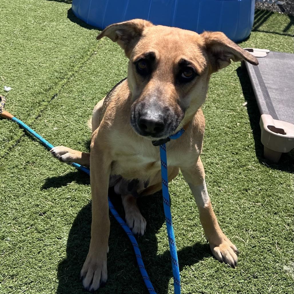 Kiwi, Adoptable, Adult Female German Shepherd Dog & Mixed Breed.
