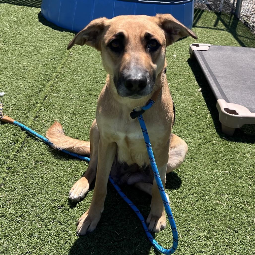 Enlarge Kiwi, a Adoptable mixed breed in Bristol, IN image 2/5
