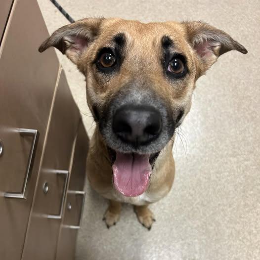 Enlarge Kiwi, a Adoptable mixed breed in Bristol, IN image 3/5
