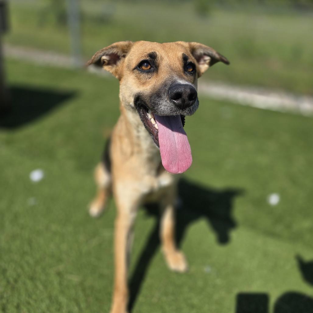 Enlarge Kiwi, a Adoptable mixed breed in Bristol, IN image 4/5