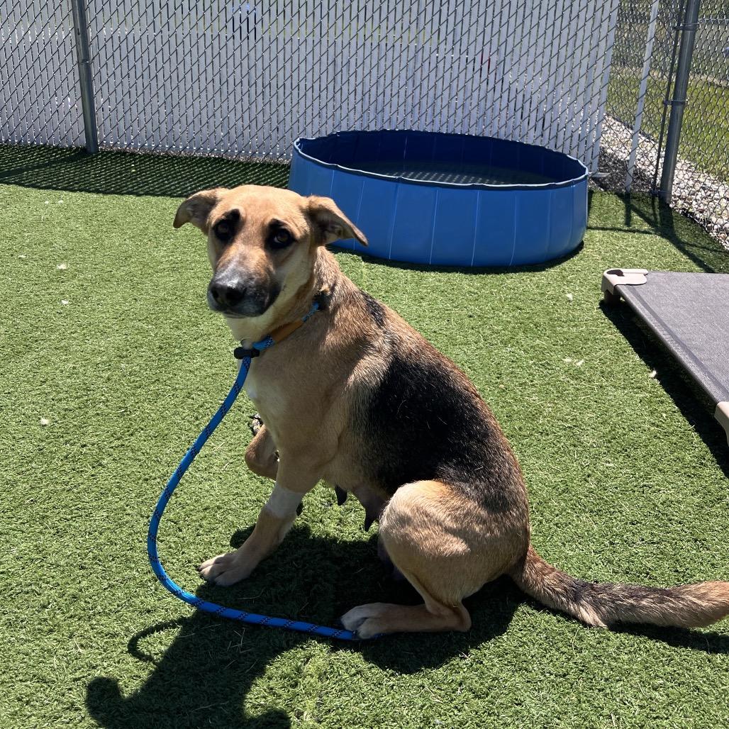 Enlarge Kiwi, a Adoptable mixed breed in Bristol, IN image 5/5