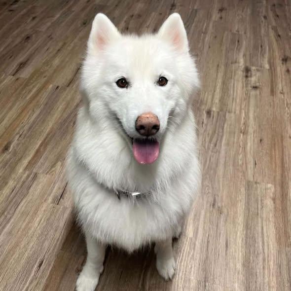 Chanto, Adoptable, Adult Male Husky.