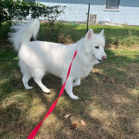 Enlarge Chanto, a Adoptable Husky in Westland, MI image 2/6