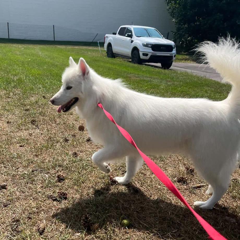 Enlarge Chanto, a Adoptable Husky in Westland, MI image 4/6
