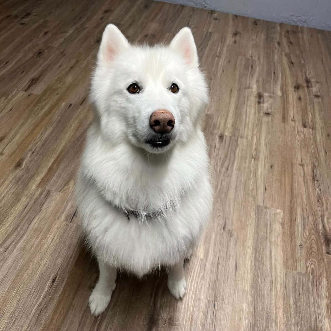 Enlarge Chanto, a Adoptable Husky in Westland, MI image 6/6