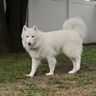 Enlarge Chanto, a Adoptable Husky in Westland, MI image 3/6