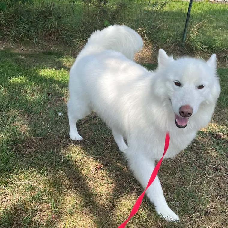 Enlarge Chanto, a Adoptable Husky in Westland, MI image 5/6