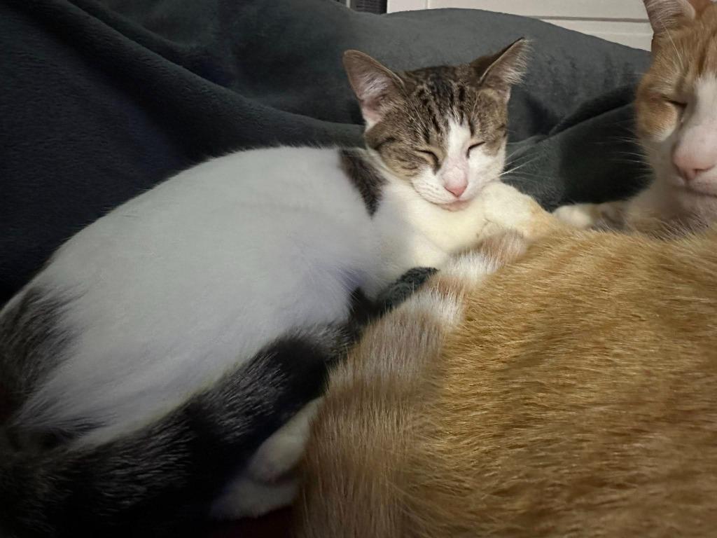 Ashlie, Adoptable, Young Female Domestic Short Hair.