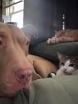 Ashlie, Adoptable, Young Female Domestic Short Hair.