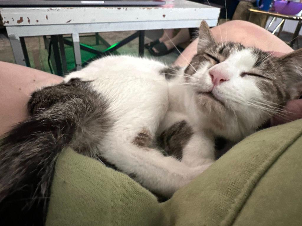 Enlarge Ashlie, a Adoptable mixed breed in Kettering, OH image 3/3