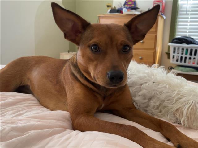Enlarge EMMA, a Adoptable mixed breed in Tulsa, OK image 1/1