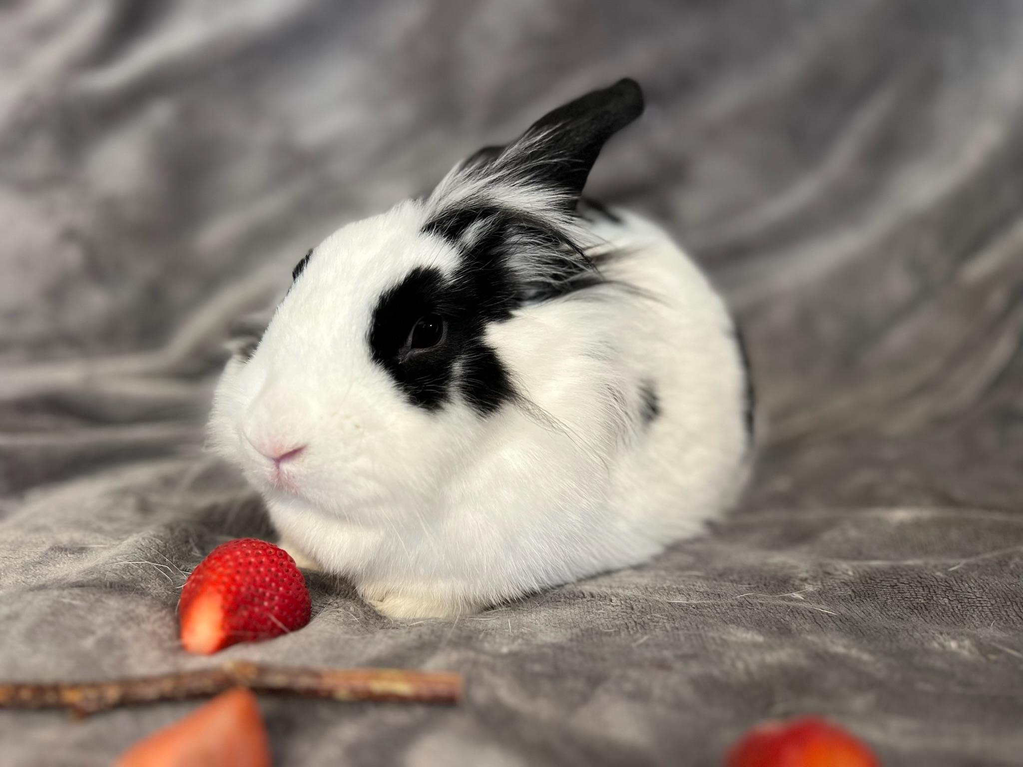 Mina, an adoptable Lionhead in Norwalk, CT image 1/4