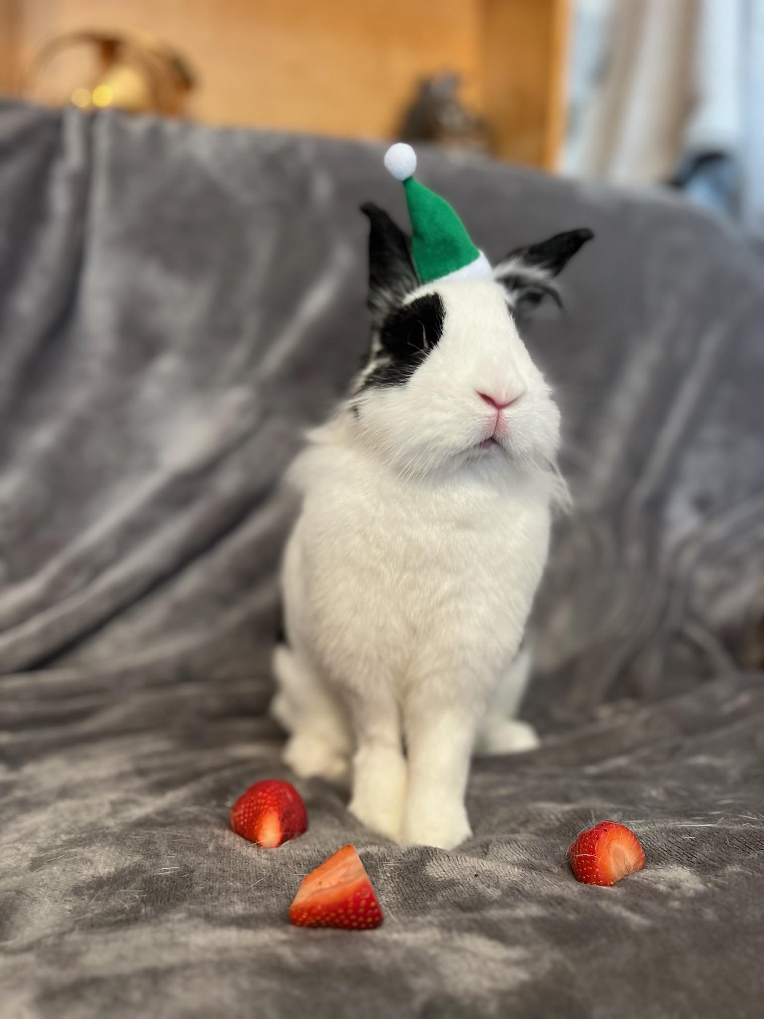 Mina, an adoptable Lionhead in Norwalk, CT image 4/4