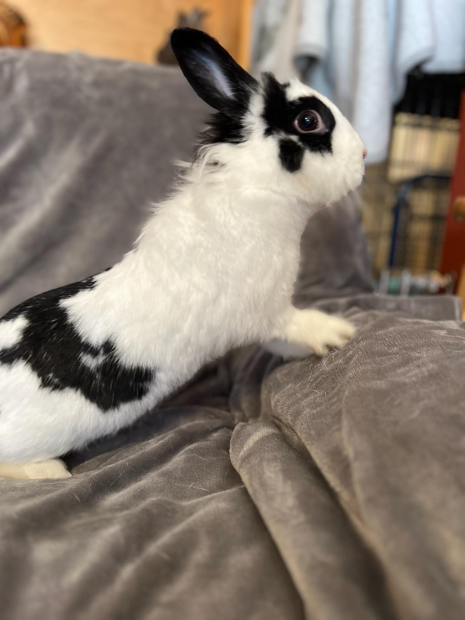 Mina, an adoptable Lionhead in Norwalk, CT image 3/4