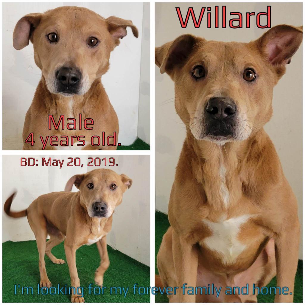 Enlarge Willard, a Adoptable Mixed Breed in Boaz, AL image 2/2