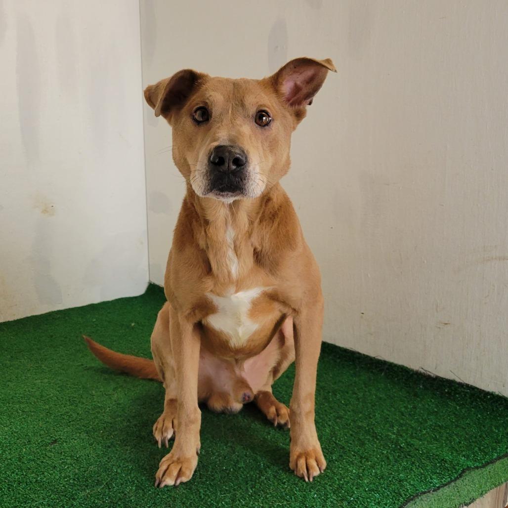 Willard, Adoptable, Senior Male Mixed Breed.
