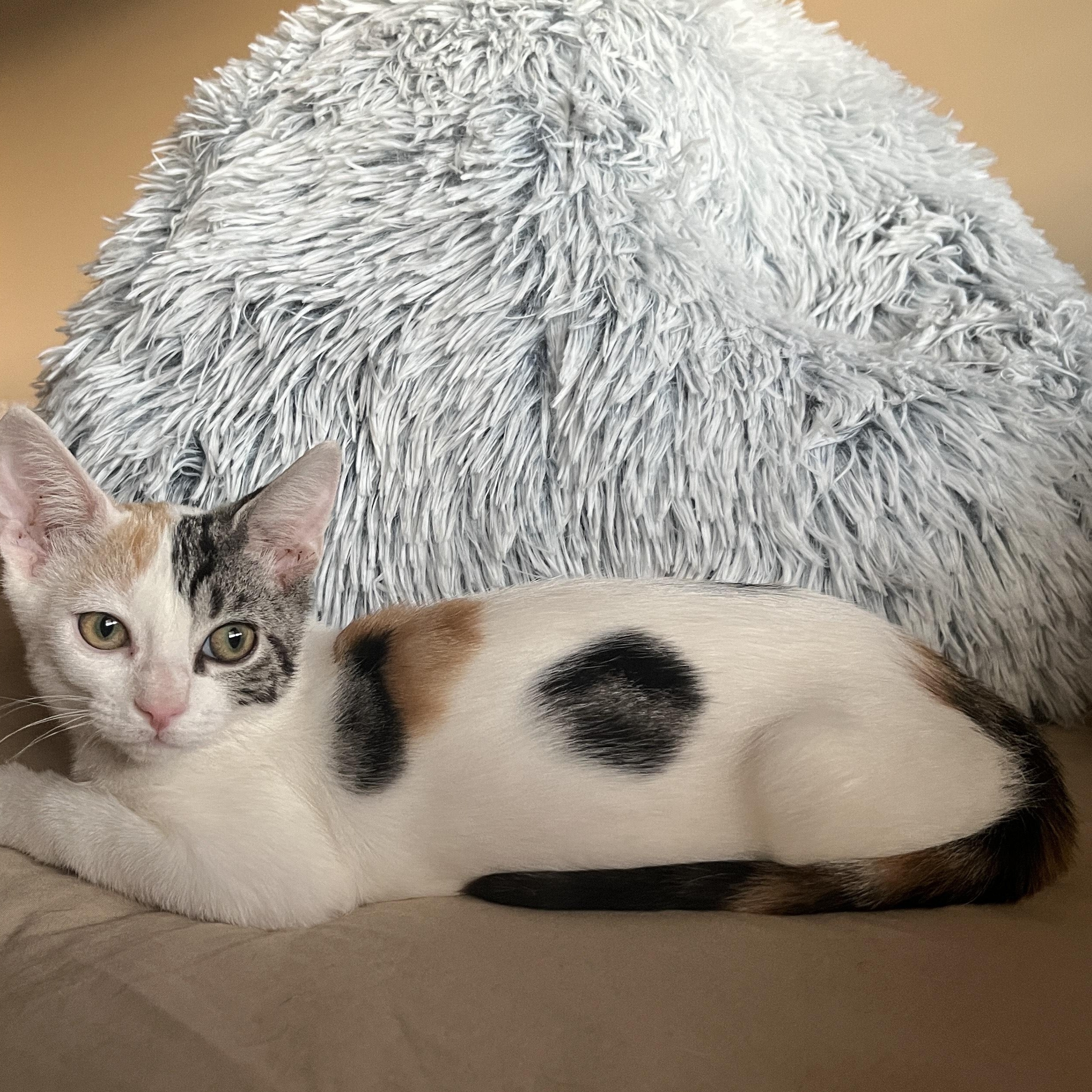 Foxy Spots, a Adopted Calico in Phoenix , AZ image 1/4