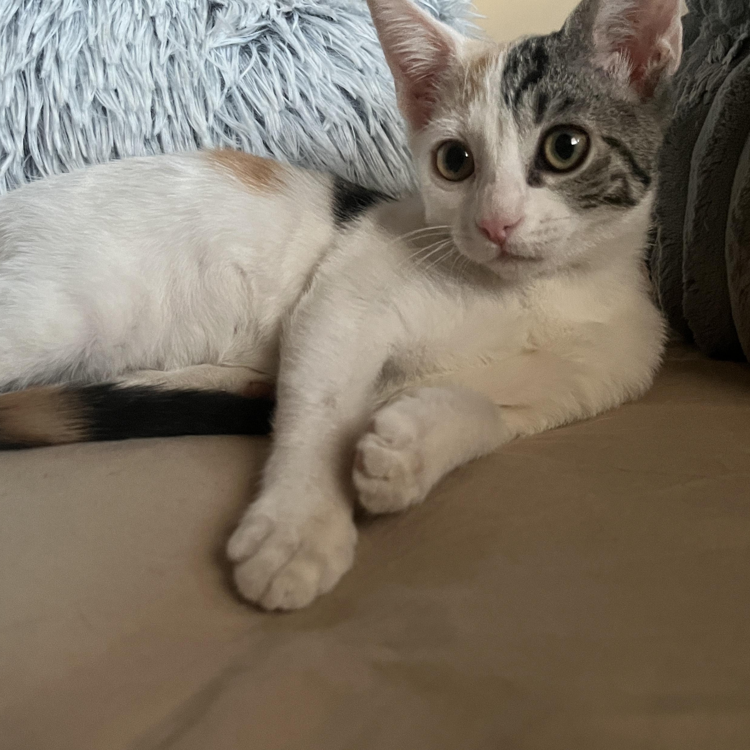 Foxy Spots, a Adopted Calico in Phoenix , AZ image 2/4