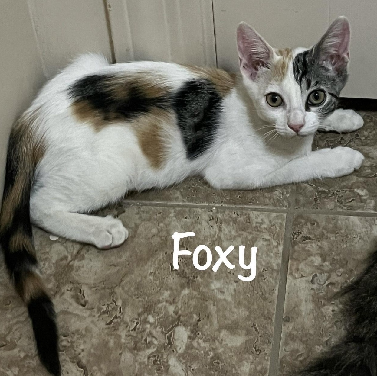 Foxy Spots, a Adopted Calico in Phoenix , AZ image 3/4