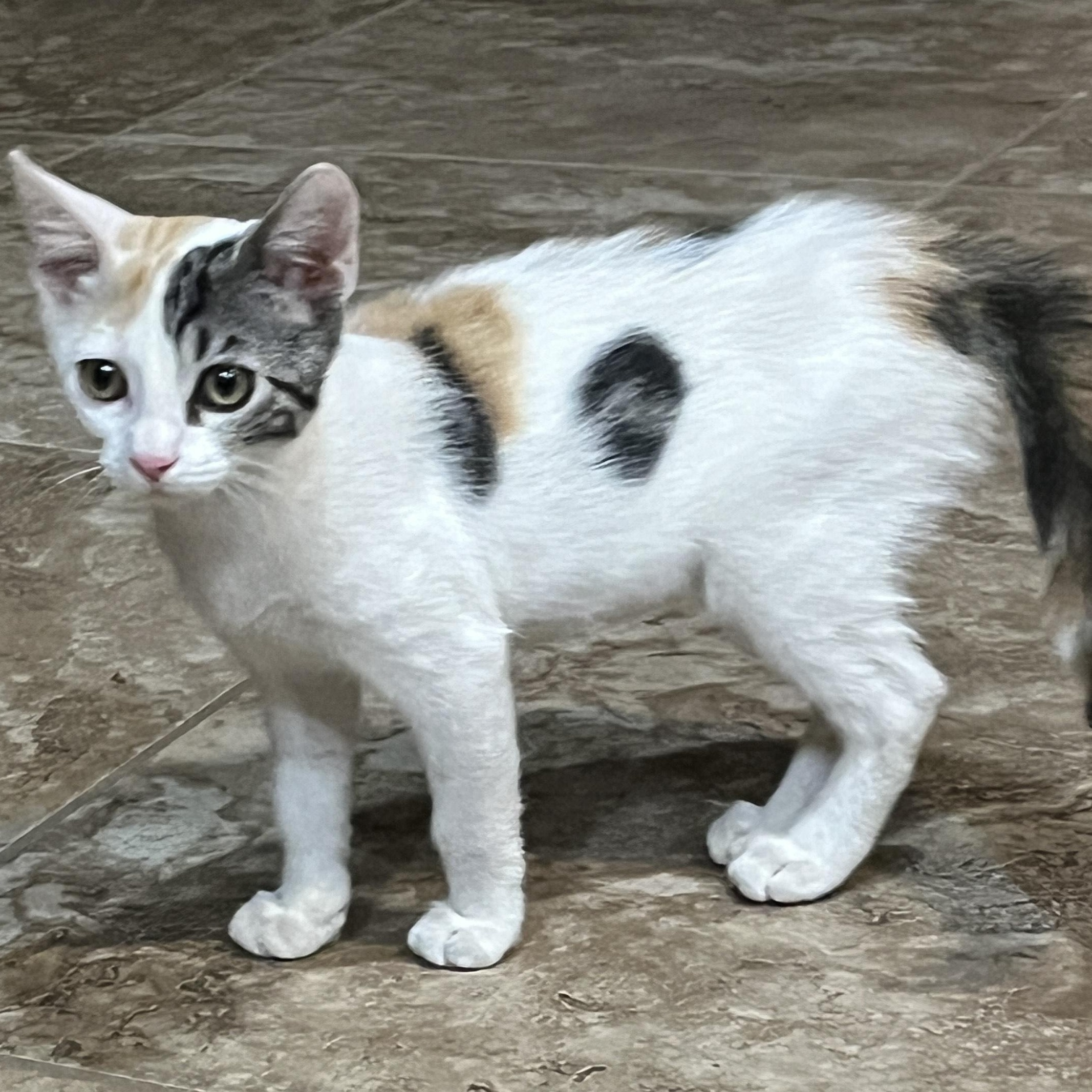 Foxy Spots, a Adopted Calico in Phoenix , AZ image 4/4