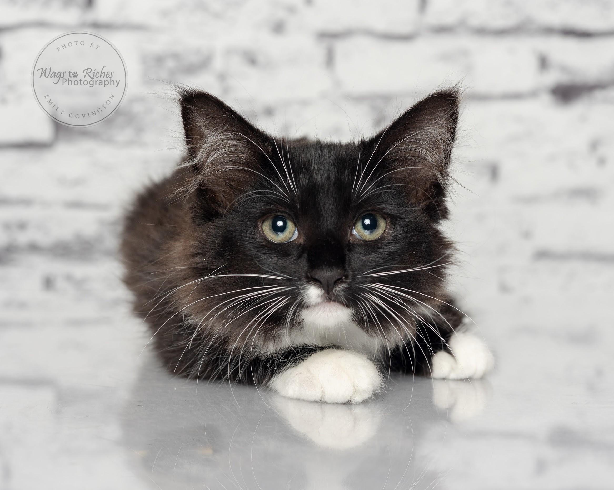Sassy - Adopted, an adoptable Domestic Short Hair, Tuxedo in Tuscaloosa, AL, 35406 | Photo Image 1