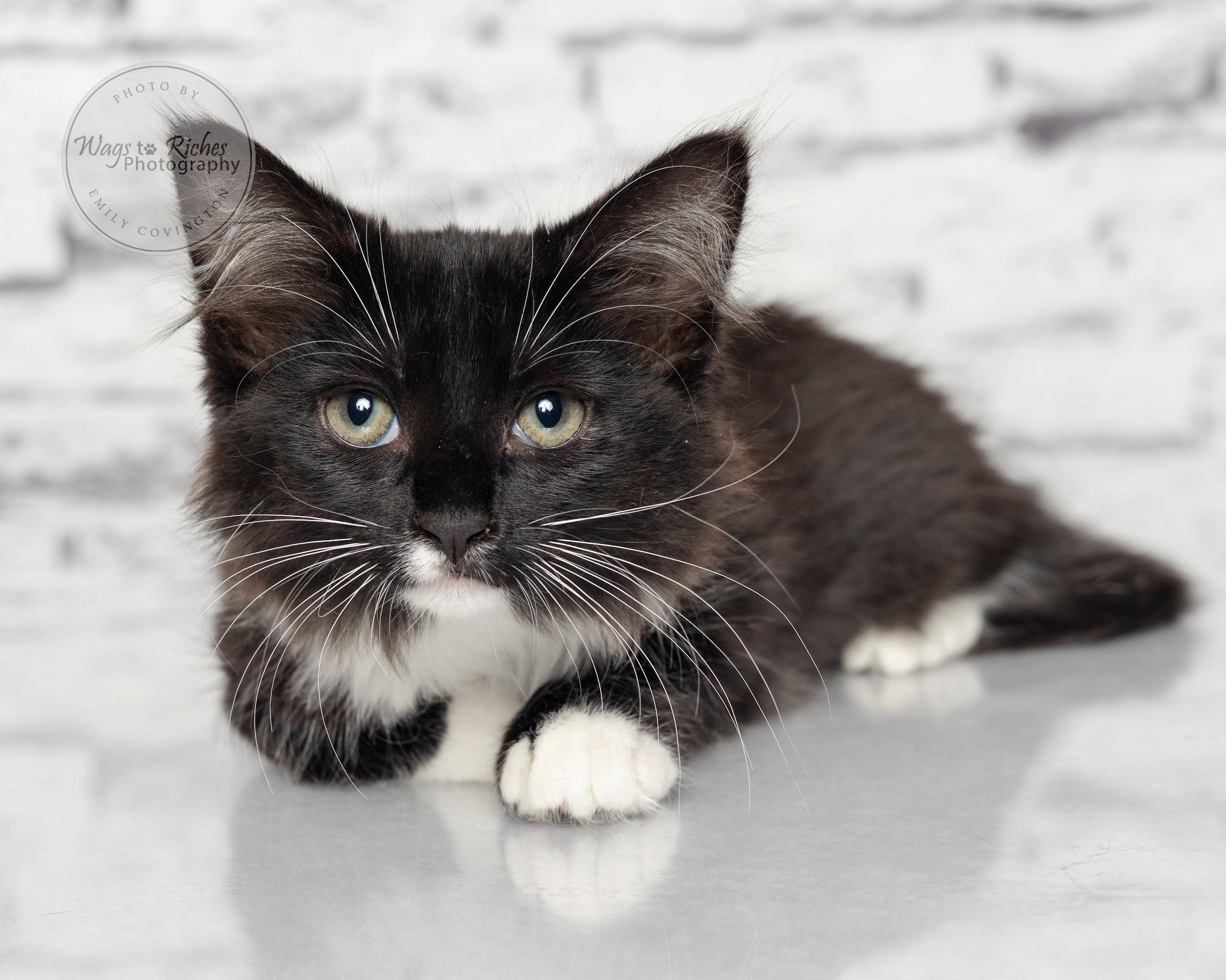 Sassy - Adopted, an adoptable Domestic Short Hair, Tuxedo in Tuscaloosa, AL, 35406 | Photo Image 4