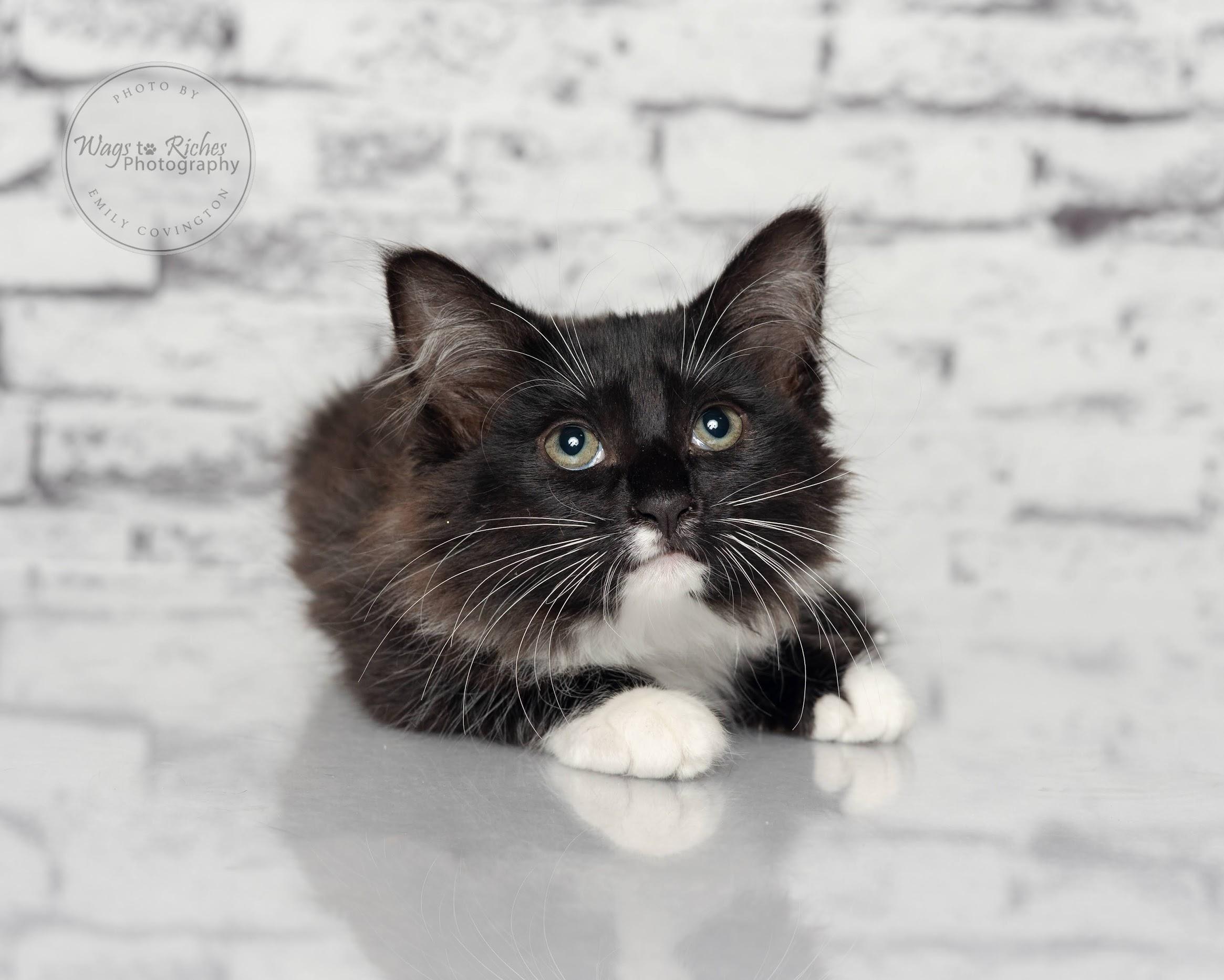 Sassy - Adopted, an adoptable Domestic Short Hair, Tuxedo in Tuscaloosa, AL, 35406 | Photo Image 5