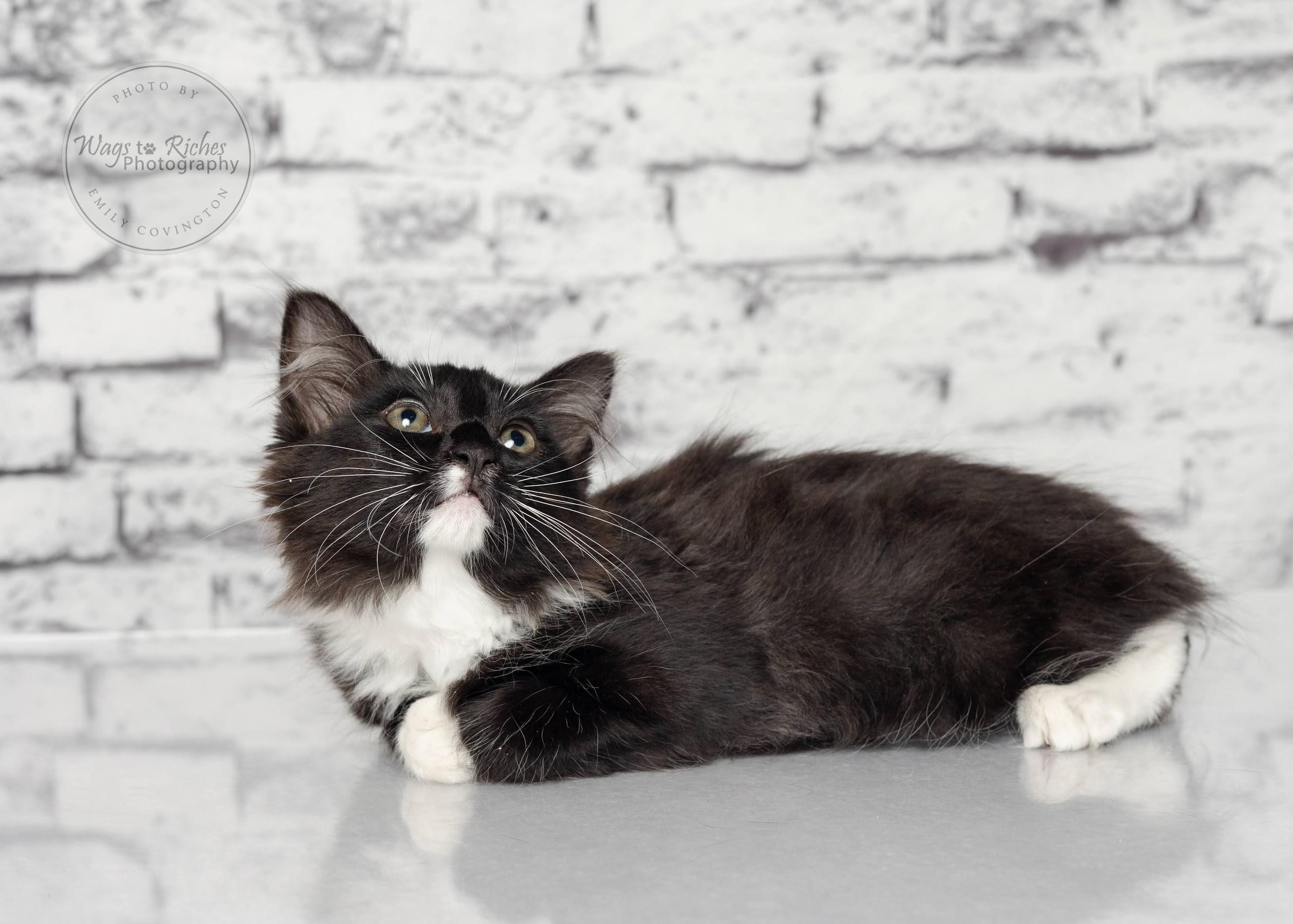 Sassy - Adopted, an adoptable Domestic Short Hair, Tuxedo in Tuscaloosa, AL, 35406 | Photo Image 3