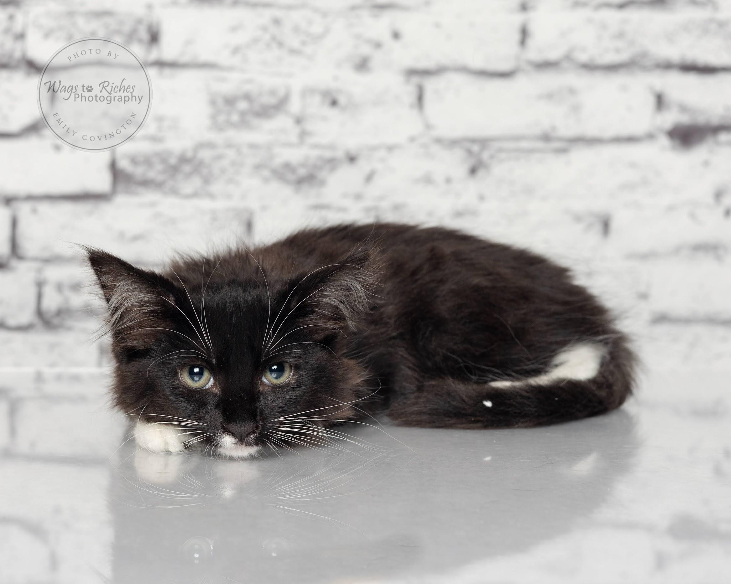 Sassy - Adopted, an adoptable Domestic Short Hair, Tuxedo in Tuscaloosa, AL, 35406 | Photo Image 2