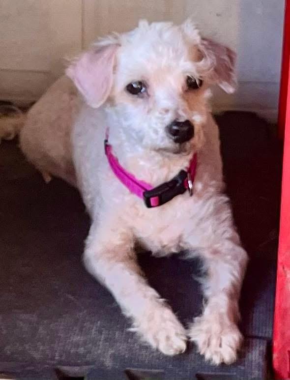 Baxter, an adoptable Maltipoo in Dallas, TX, 75252 | Photo Image 1