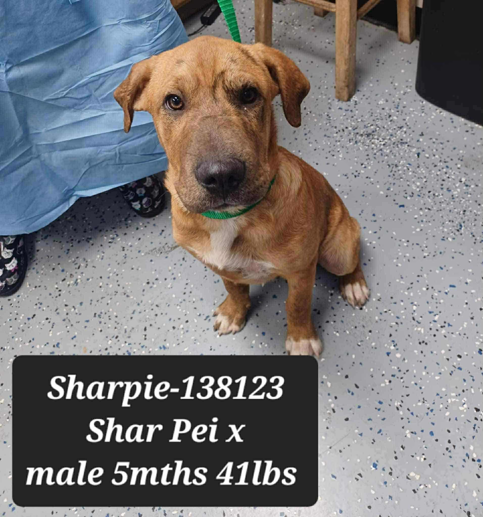 Sharpie *Foster Needed*
