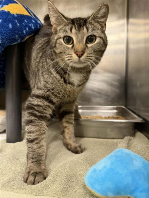 Enlarge MAYFLEET, a Adoptable Domestic Short Hair in Hagerstown, MD image 1/1