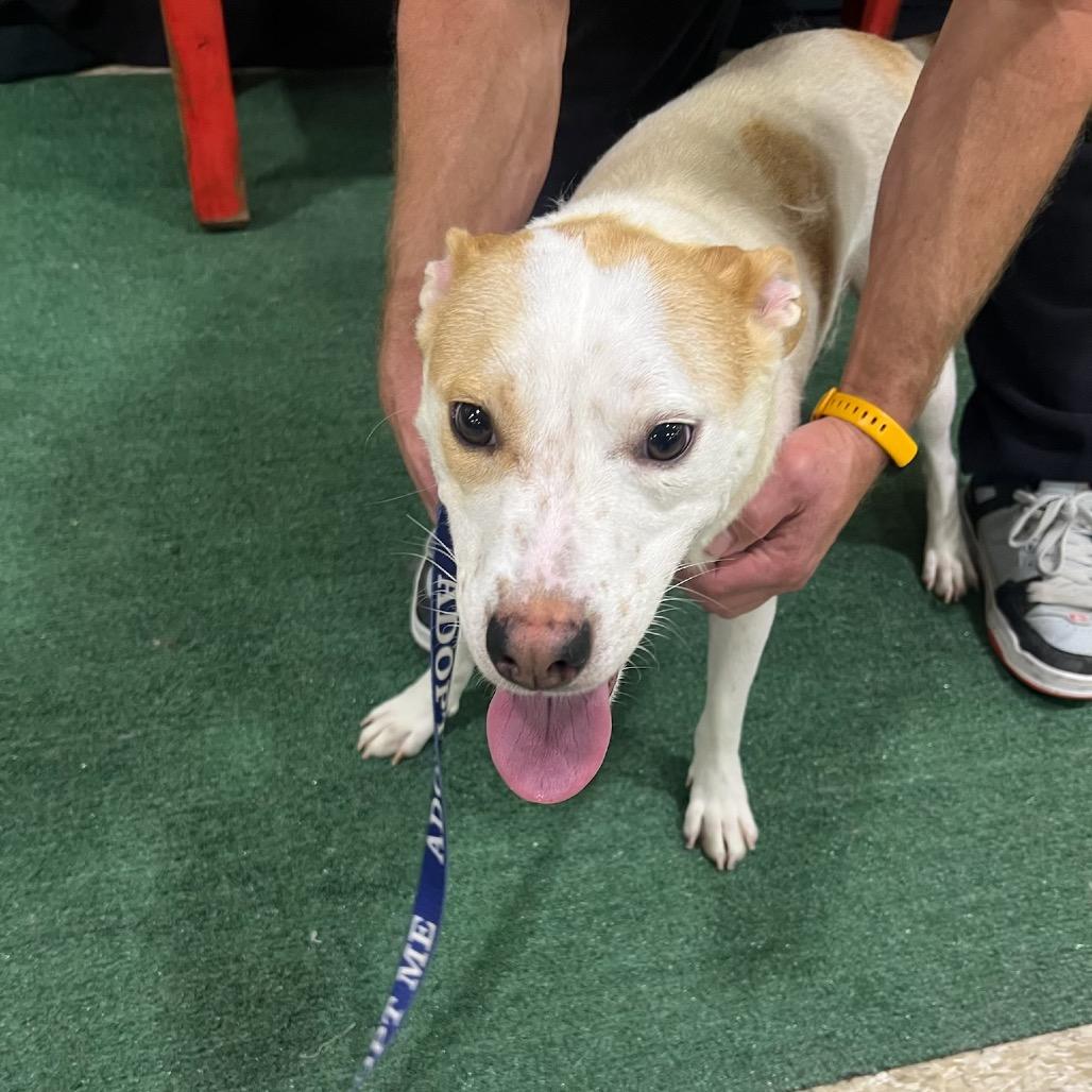 FWT Gemini, Adoptable, Adult Female Mixed Breed.