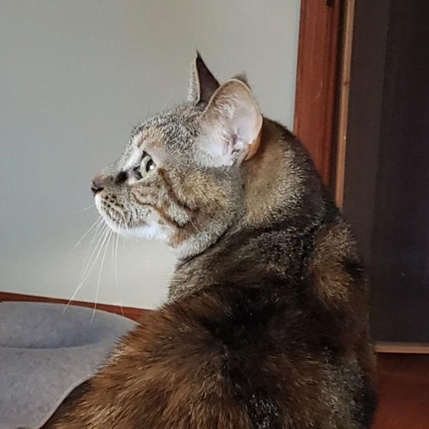 Holley, Adoptable, Adult Female Domestic Short Hair & Tabby.