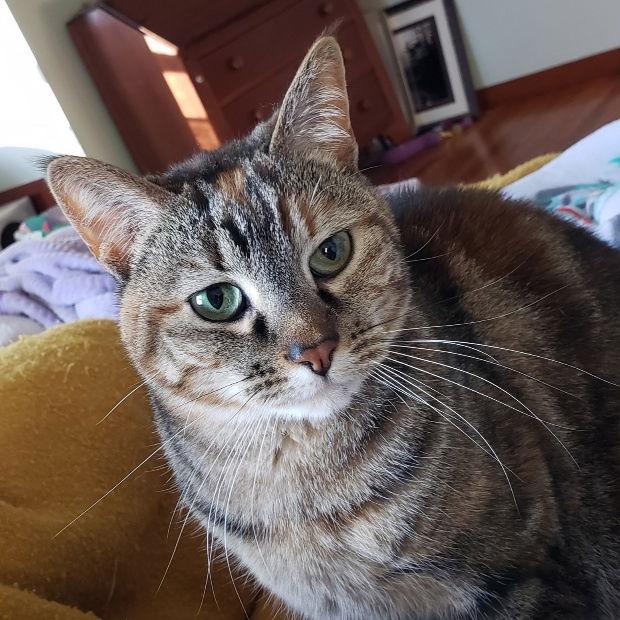 Holley, Adoptable, Adult Female Domestic Short Hair & Tabby.