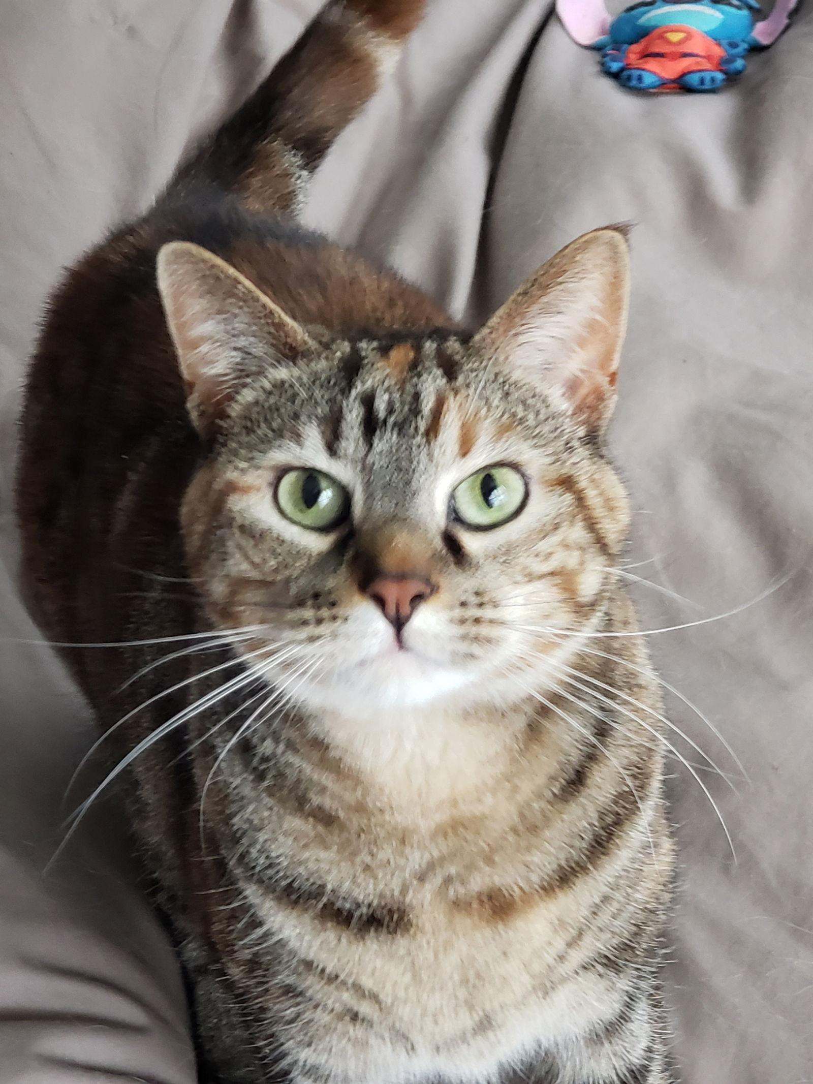 Enlarge Holley, a Adoptable mixed breed in Fishkill, NY image 2/3