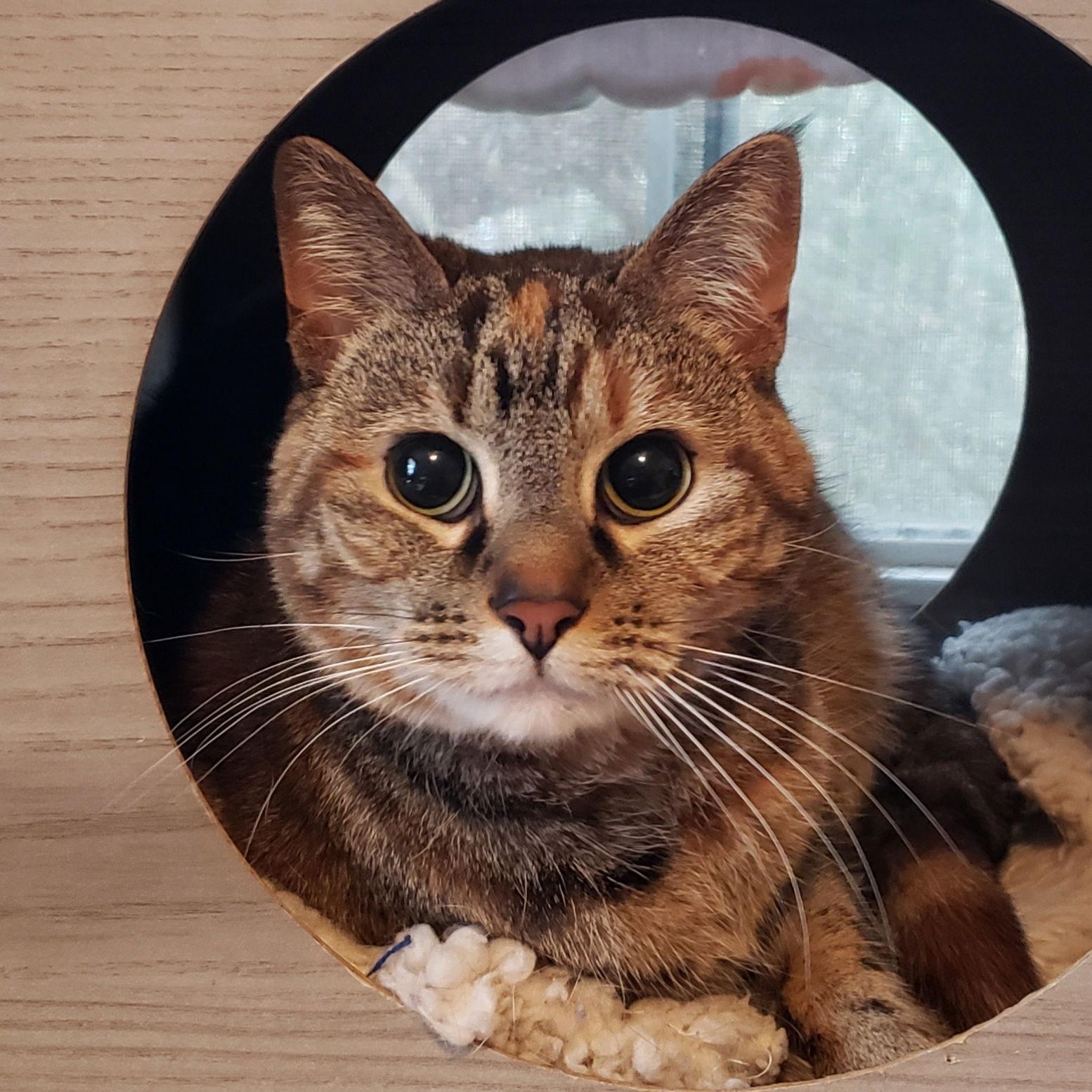 Holley, a Adoptable mixed breed in Fishkill, NY image 3/3