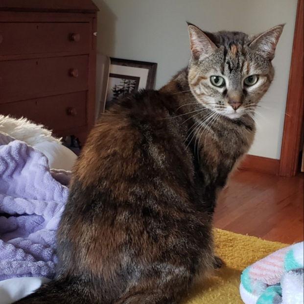 Enlarge Holley, a Adoptable mixed breed in Fishkill, NY image 3/3