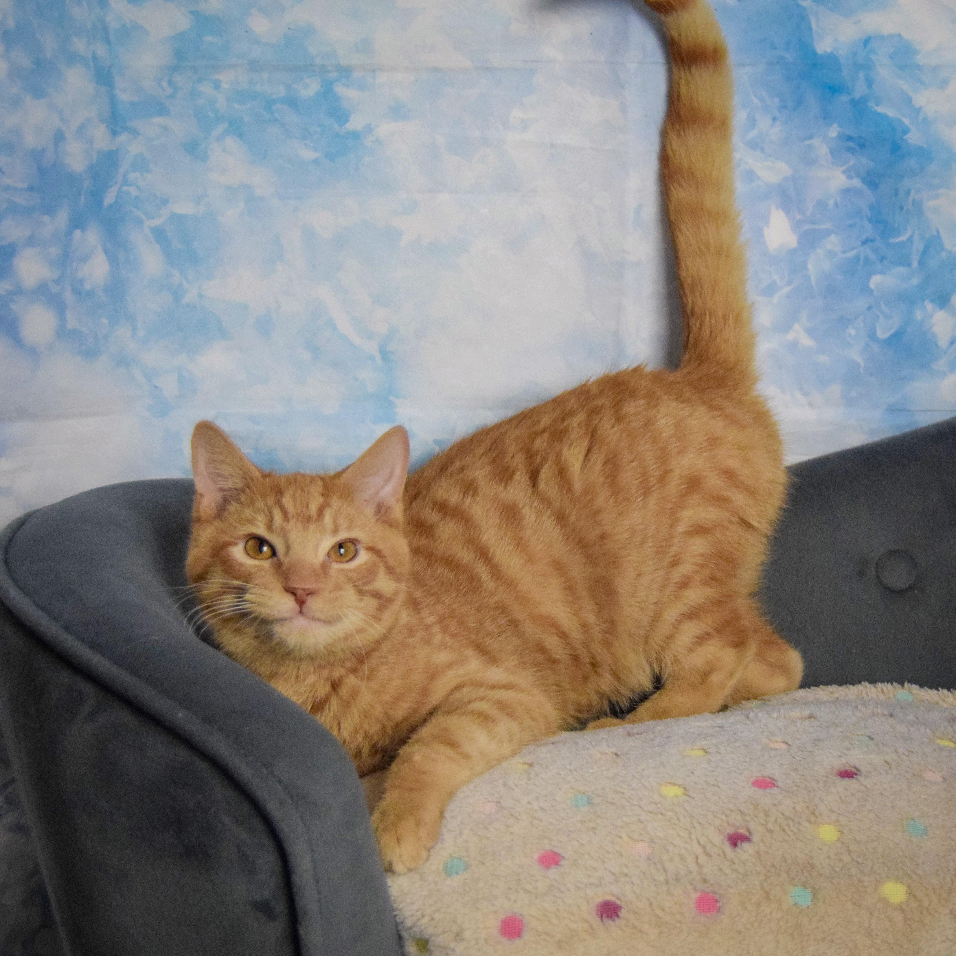 Gary, an adopted mixed breed in Huntley, IL image 3/4