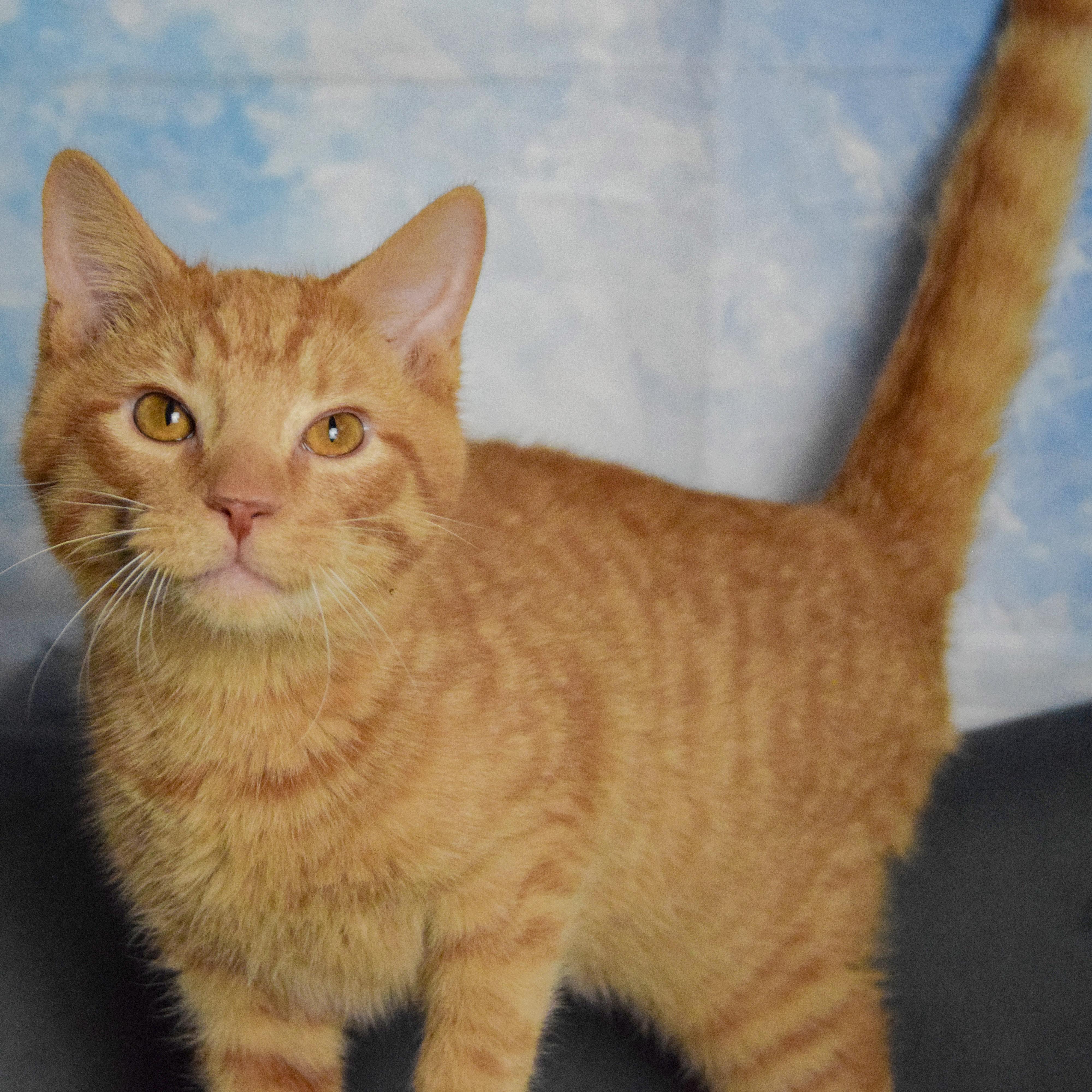 Gary, an adopted mixed breed in Huntley, IL image 4/4