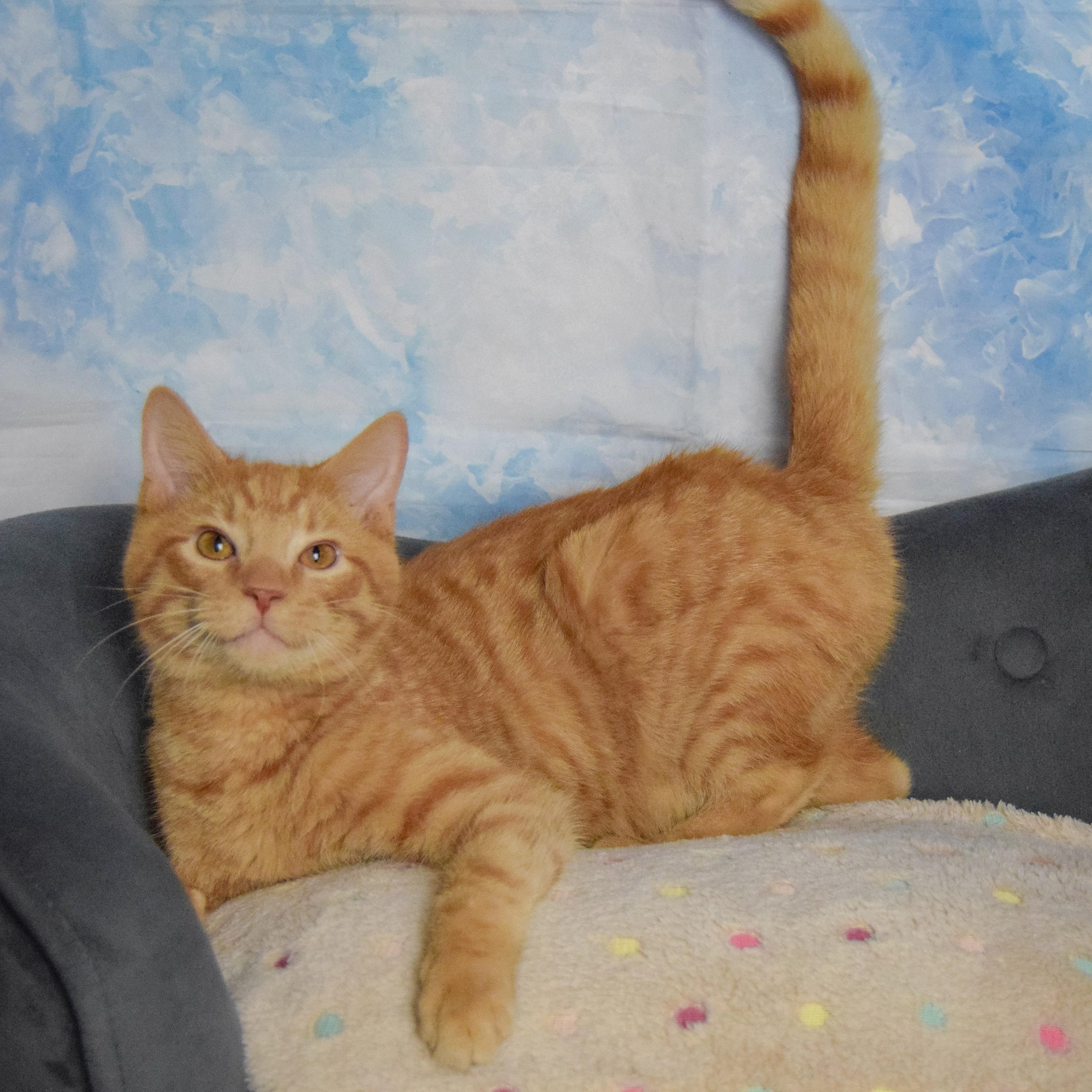 Gary, an adopted mixed breed in Huntley, IL image 2/4