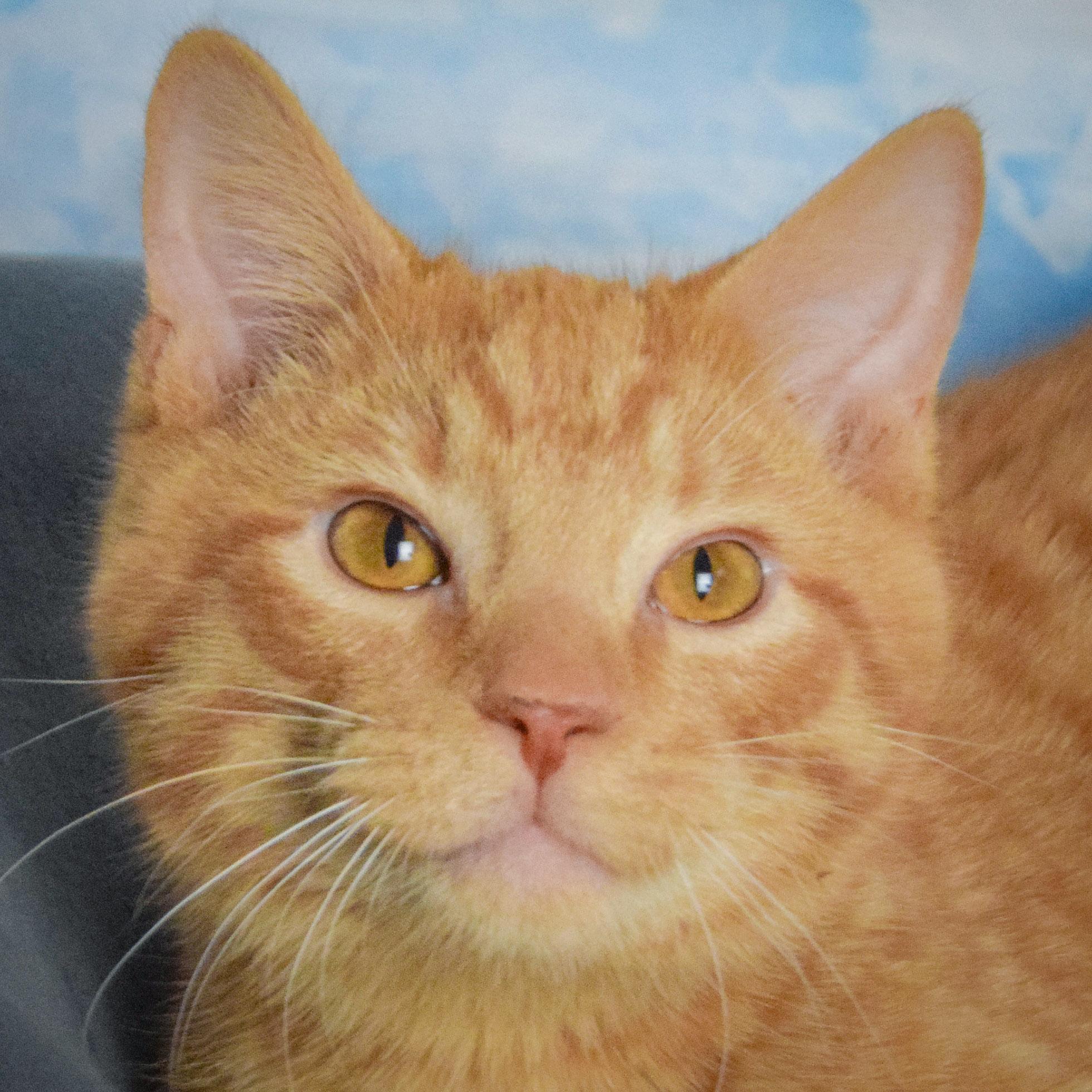 Gary, adopted, Kitten Male Tabby & Domestic Short Hair.