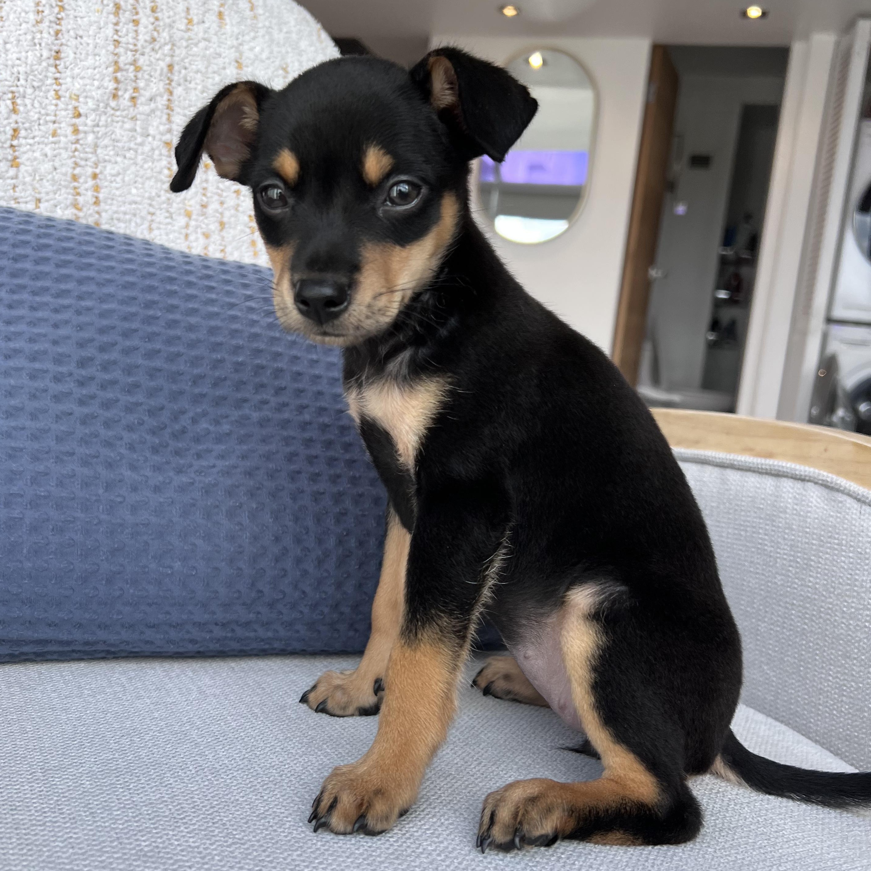 Enlarge Miss Munch - The Honey Bunch!!, an adopted mixed breed in CHAPEL HILL, NC image 3/6