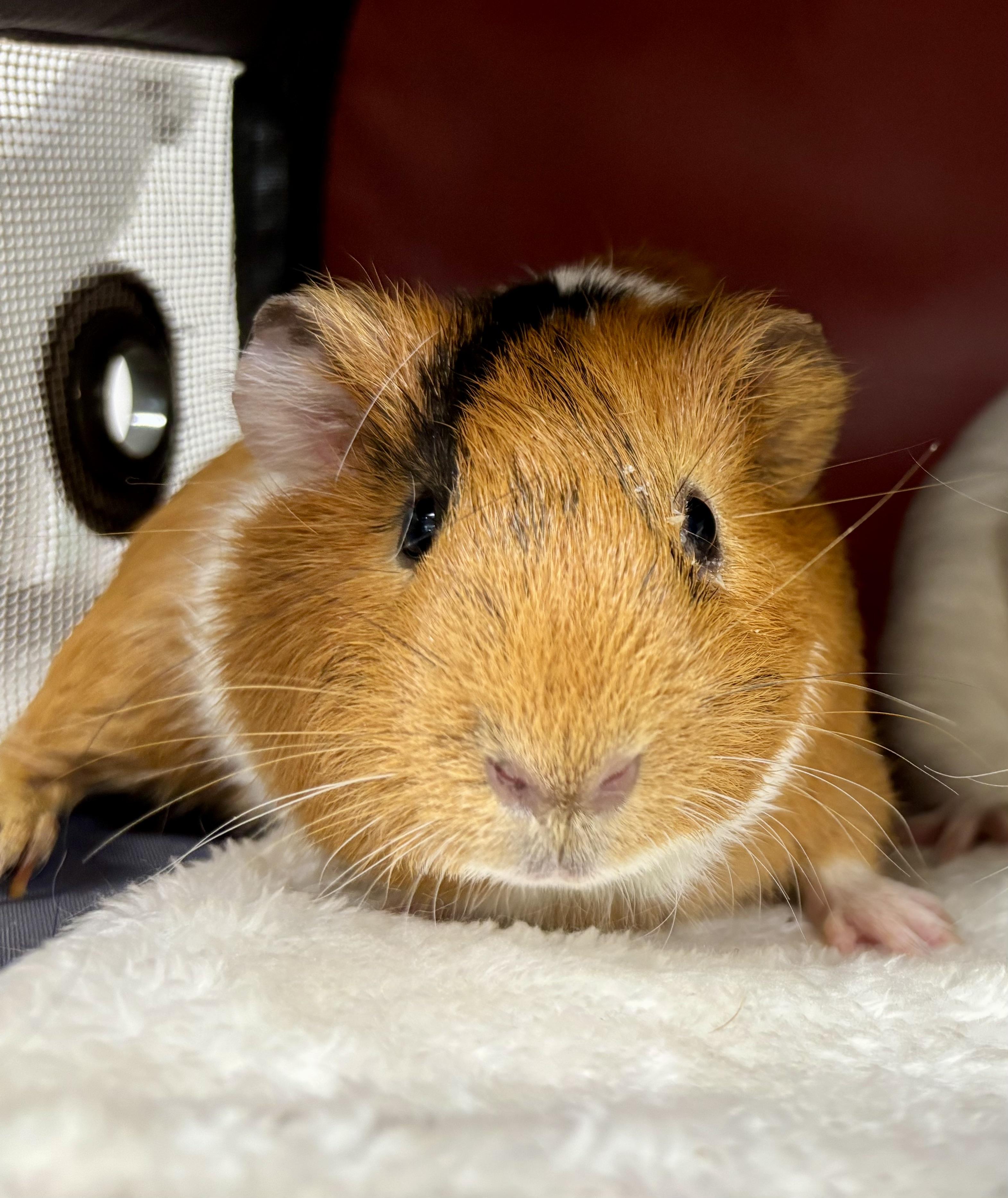 Enlarge Butters, a Adoptable Short-Haired in Paramus, NJ image 1/1